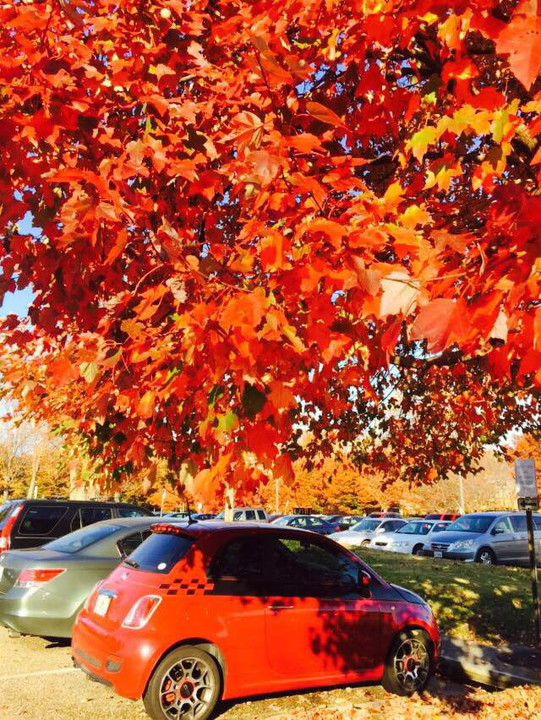 NCAA:柏林格林大学VS威廉玛丽大学的简单介绍